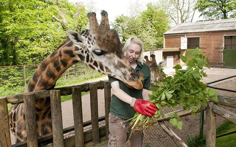 Cây tầm ma là thức ăn của hươu cao cổ Rothschild tại vườn Dudley Zoological Cây tầm ma là thức ăn của hươu cao cổ Rothschild tại vườn Dudley Zoological