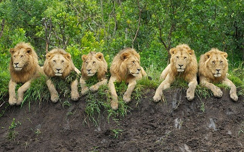 Sáu con sư tử như đang thư giãn trong một nhà hàng tại Serengeti ở Tanzania, châu Phi, vào một buổi sáng. Sáu con sư tử như đang thư giãn trong một nhà hàng tại Serengeti ở Tanzania, châu Phi, vào một buổi sáng.