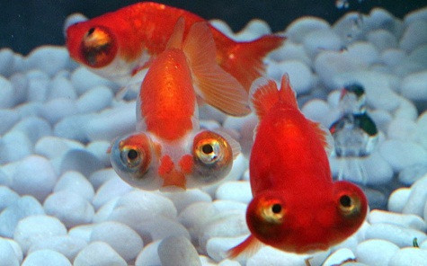 Cá vàng bơi trong bể nước tại triển lãm nghệ thuật Aquarium ở Tokyo Cá vàng bơi trong bể nước tại triển lãm nghệ thuật Aquarium ở Tokyo
