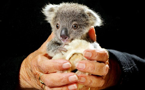 Một con gấu xám con mồ côi được chăm sóc tại Bệnh viện Port Macquarie Koala, New South Wales, Australia. Một con gấu xám con mồ côi được chăm sóc tại Bệnh viện Port Macquarie Koala, New South Wales, Australia.