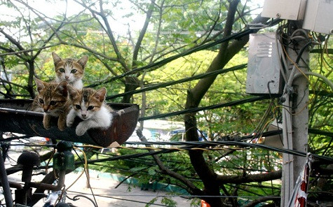 Bức ảnh này được chụp tại thành phố Hồ Chí Minh, Việt Nam. Nhiếp ảnh gia đã ở một quán cà phê và nhìn thấy những con mèo trong máng xối nước trên thành phố. Bức ảnh này được chụp tại thành phố Hồ Chí Minh, Việt Nam. Nhiếp ảnh gia đã ở một quán cà phê và nhìn thấy những con mèo trong máng xối nước trên thành phố.