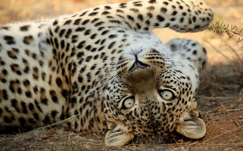 Một con báo tại Kavita Lion Lodge ở Namibia. Một con báo tại Kavita Lion Lodge ở Namibia.