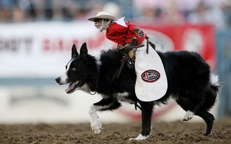 Chó cõng khỉ chạy tại Rodeo Reno, Nevada, Mỹ Chó cõng khỉ chạy tại Rodeo Reno, Nevada, Mỹ