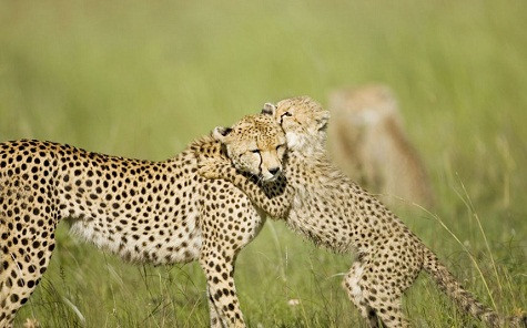 Một con báo đốm đang chơi đùa cùng mẹ tại Masai Mara ở Kenya. Một con báo đốm đang chơi đùa cùng mẹ tại Masai Mara ở Kenya.
