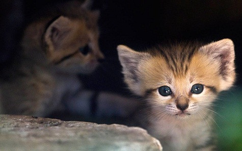 Một con mèo con rất đáng yêu tại công viên Safari Ramat Gan gần Tel Aviv. Bốn chú mèo con này đã được sinh ra ba tuần trước đây tại công viên. Loài mèo này có thể được tìm thấy trong tự nhiên thuộc sa mạc của Bắc Phi và Trung Á. Một con mèo con rất đáng yêu tại công viên Safari Ramat Gan gần Tel Aviv. Bốn chú mèo con này đã được sinh ra ba tuần trước đây tại công viên. Loài mèo này có thể được tìm thấy trong tự nhiên thuộc sa mạc của Bắc Phi và Trung Á.