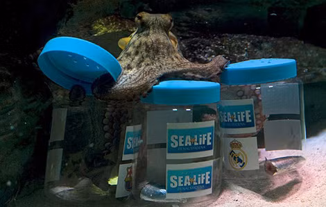 Bạch tuộc Messi chọn Barca là đội chiến thắng ở trận "Siêu kinh điển" vào cuối tuần tới.