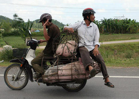Chuyến xe người và lợn. Chuyến xe người và lợn.