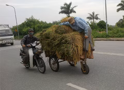 Chở lúa trên quốc lộ. Ảnh: Tô Thùy Linh.