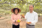 Nông dân Hải Phòng thu 300 triệu đồng mỗi năm nhờ trồng táo kết hợp du lịch sinh thái