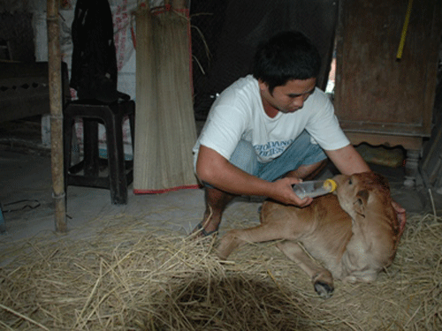 Xôn xao vụ bê… có cánh tại Tây Ninh ảnh 1