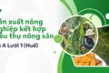 Mở lối sản xuất nông nghiệp gắn với đầu ra, cải thiện đời sống bà con tại xã A Lưới 1
