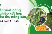 Mở lối sản xuất nông nghiệp gắn với đầu ra, cải thiện đời sống bà con tại xã A Lưới 1