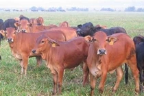 Kỳ án: Trăm “quan toà” vã mồ hôi xử vụ án con bò chửa hoang