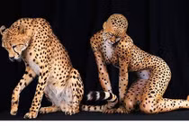 Chùm ảnh: Cô gái 'biến thành' thú dữ tuyệt đẹp