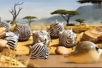 Phát sốt clip 'khi động vật trên trái đất hình tròn'