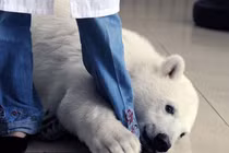 50 bức ảnh động vật đẹp nhất năm 2012 (P2)