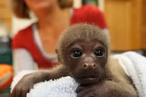 Xem ảnh này còn ai muốn giết voọc, hãm hại khỉ?