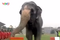 Chú voi Việt Nam đoán đúng Tây Ban Nha vô địch EURO