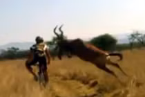 Chỉ có ở châu Phi: Suýt nát xương vì linh dương