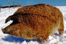 Phì cười với những chú lợn trông giống hệt cừu