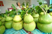 Bí quyết “chế” trái… hồ lô của lão nông cứ đến Tết là đút túi tiền tỷ