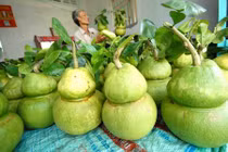 Bí quyết “chế” trái… hồ lô của lão nông cứ đến Tết là đút túi tiền tỷ