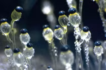 Ngắm các loại nấm kỳ quái từ kính hiển vi 