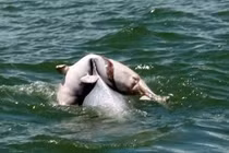 Cá heo mẹ đưa tiễn xác con khiến dân mạng rơi lệ