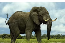 Voi vẽ tranh như người