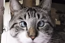 Chú mèo mắt lác trở thành ngôi sao Facebook