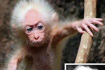 Ảnh chú khỉ con cực giống thiên tài Albert Einstein