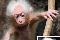 Ảnh chú khỉ con cực giống thiên tài Albert Einstein