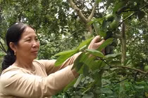 Ổi găng Đông Dư và bài toán thương hiệu