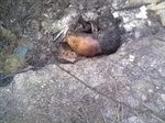 Đã xác định được hung thủ đốt người đàn ông cháy đen rồi vứt ra đường