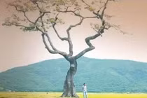 Hình ảnh tuyệt đẹp trong clip 'Quê tôi Thanh Hóa'