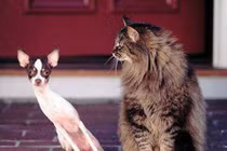 Động vật và những hành động siêu "nhí nhố"