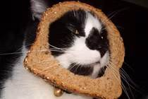  Teen lại rộ mốt chụp ảnh “Mèo bánh mì”