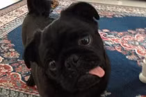 Phì cười với những chú cún tinh nghịch