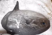 Nghệ An: Ngư dân bắt được cá mặt trăng cực hiếm 