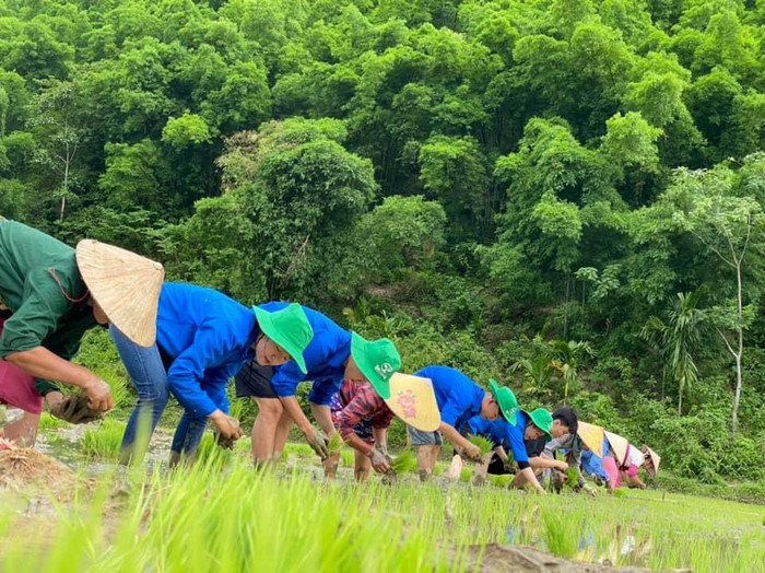 Sinh viên Trường Đại học Hồng Đức tình nguyện giúp người dân các thôn, bản vùng cao cấy lúa. Ảnh: HDU Sinh viên Trường Đại học Hồng Đức tình nguyện giúp người dân các thôn, bản vùng cao cấy lúa. Ảnh: HDU