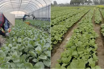 Hợp tác xã chuyển đổi số, sản xuất xanh hướng tới nông nghiệp an toàn và thân thiện môi trường
