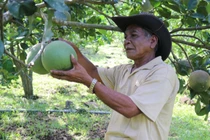 Chuyển từ cây ngắn ngày sang cây lâu năm, thu nhập người dân xã miền núi được cải thiện