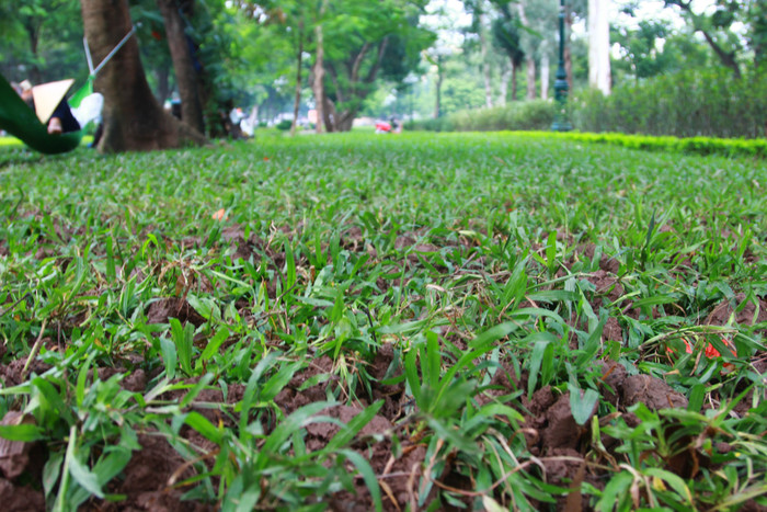 Theo người dân, lớp cỏ ở khu vực công viên đoạn giáp Trần Nhân Tông đã được trồng lại sau khi bị người dân dẫm đạp trong dịp đại lễ vừa qua. cong-vien-thong-nhat-3.jpg