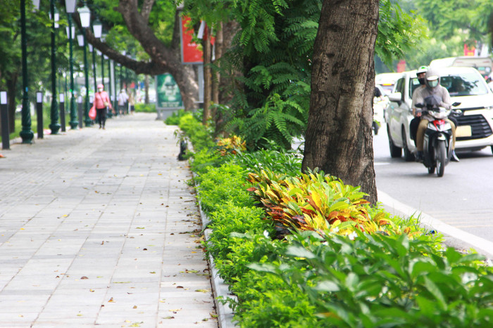 Hàng cây bụi nhiều sắc màu tô thêm nét đẹp cho con phố và công viên. cong-vien-thong-nhat-11.jpg