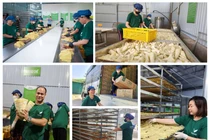 Hợp tác xã nông nghiệp sạch mang lại sinh kế bền vững cho người dân vùng cao Võ Nhai