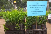Các trường đại học, cao đẳng cùng nhau hưởng ứng "Tết trồng cây"