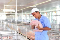 Học ngành Thú y tại Trường Đại học Đông Á có gì đặc biệt?
