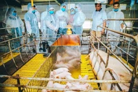 Học phí ngành Thú y nơi cao nhất chưa đến 22 triệu đồng/năm