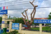 Cây phượng 25 năm tuổi tại Trường Tiểu học ở Đức Linh khi chưa bị đốn hạ (Ảnh CTV)