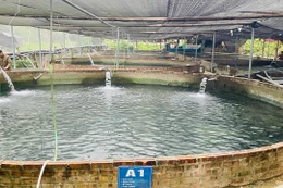 Khu vực nuôi cá Tầm xã Thượng Lâm (tỉnh Tuyên Quang). Ảnh: NVCC